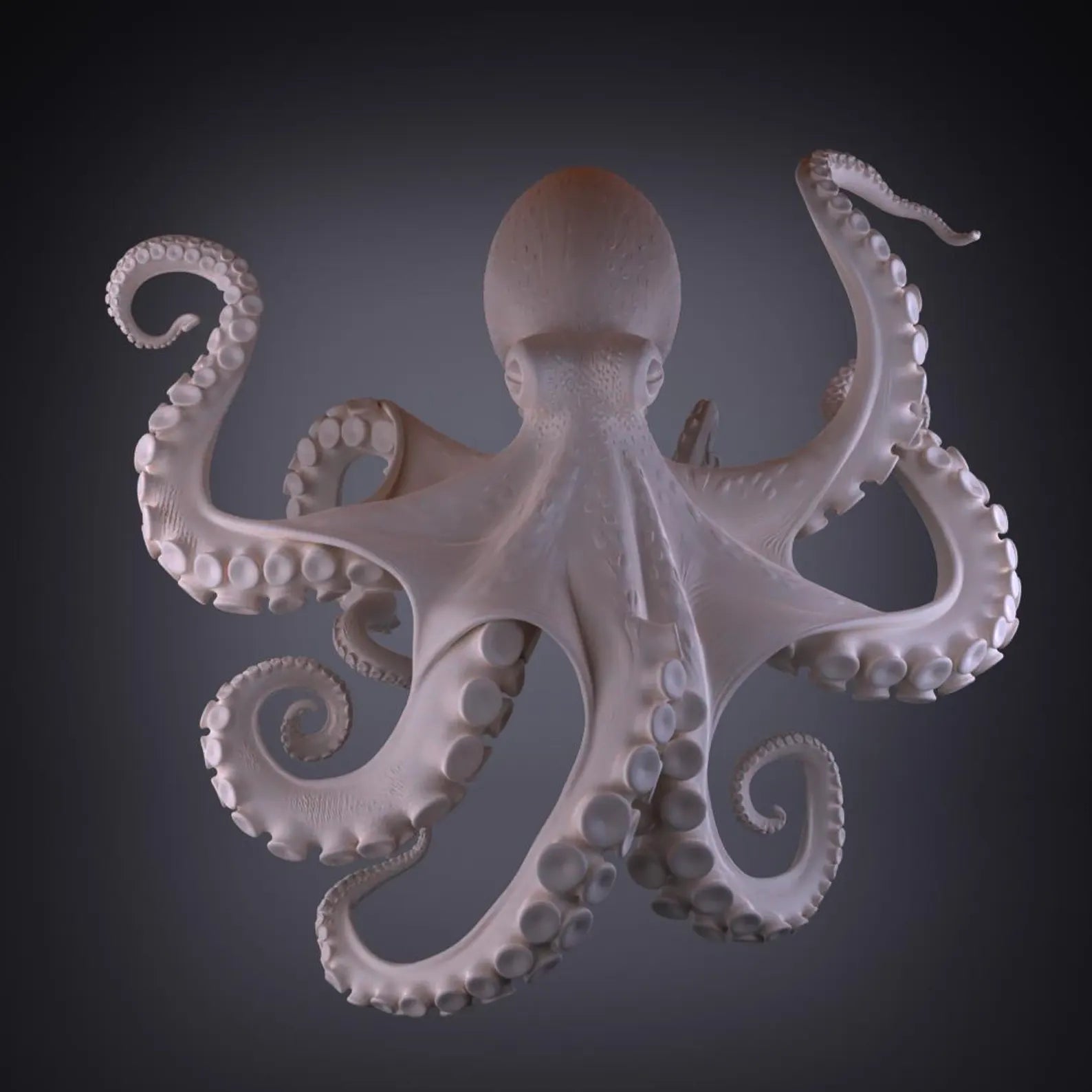 Kraken Veridis - Vista dall'alto primer bianco